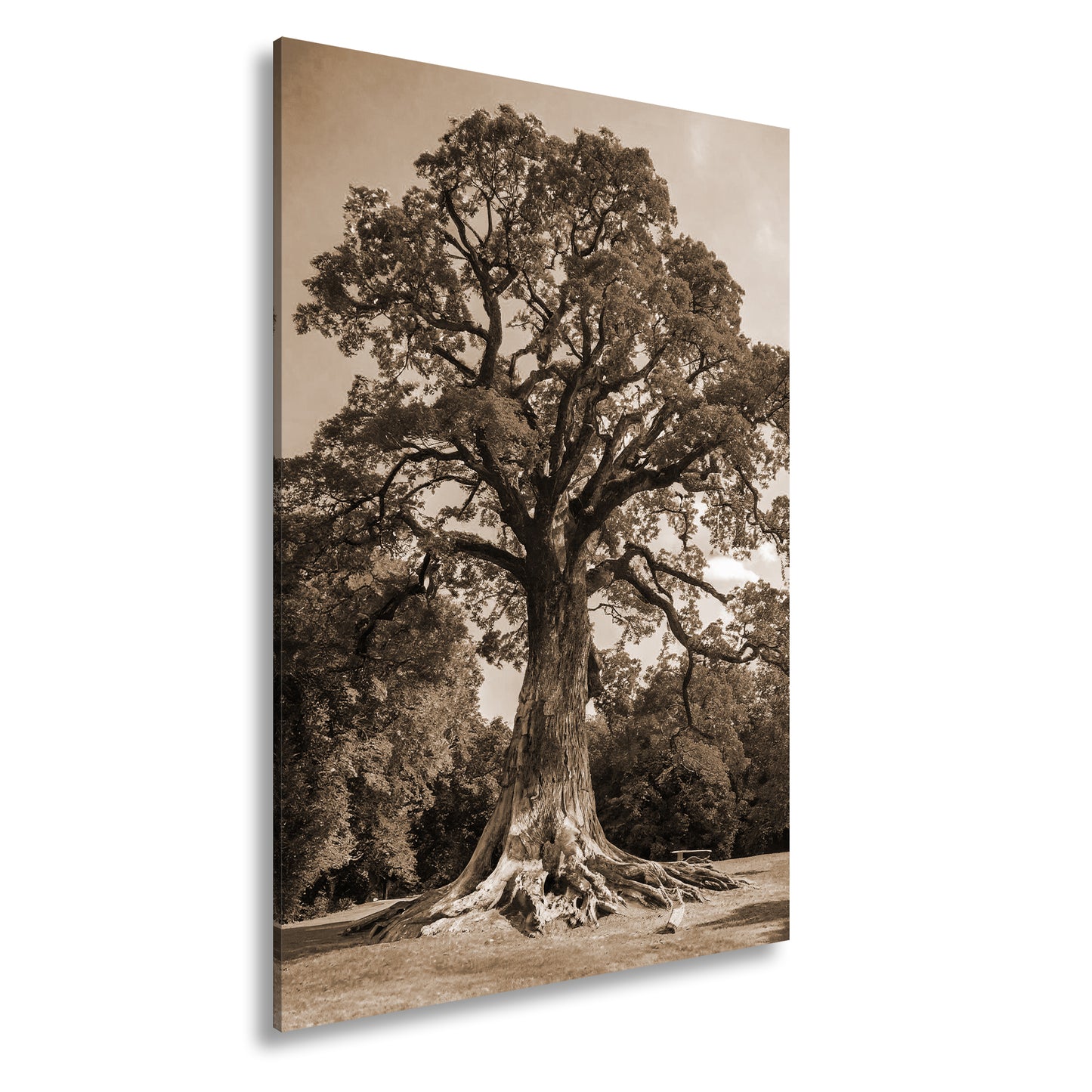 Hauptbild Sepia Standart
