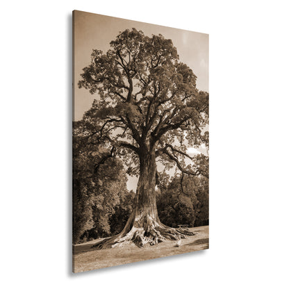 Hauptbild Sepia Standart
