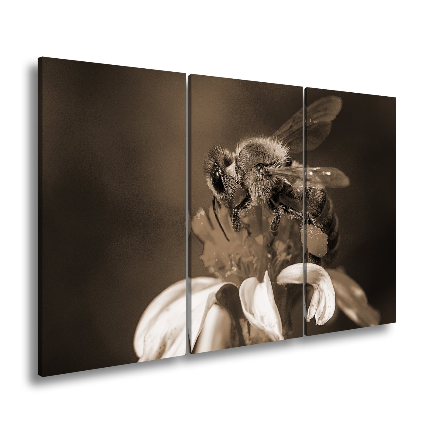 Hauptbild Sepia 3 Teilig