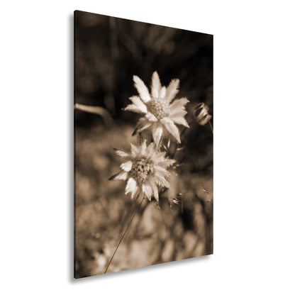 Hauptbild Sepia Standart
