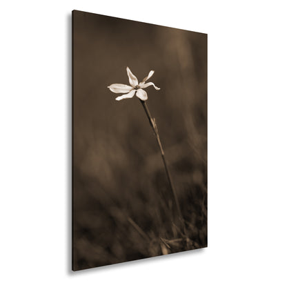 Hauptbild Sepia Standart