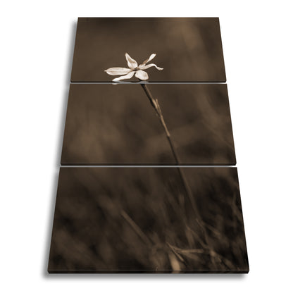 Hauptbild Sepia 3 Teilig