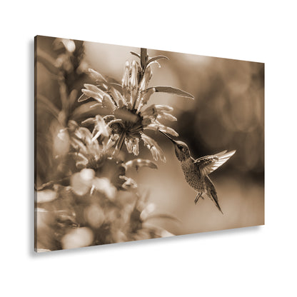 Hauptbild Sepia Standart
