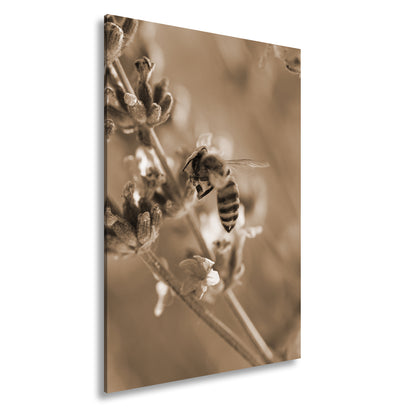 Hauptbild Sepia Standart