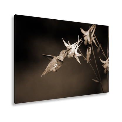 Hauptbild Sepia Standart