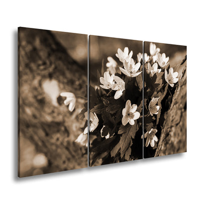 Hauptbild Sepia 3 Teilig