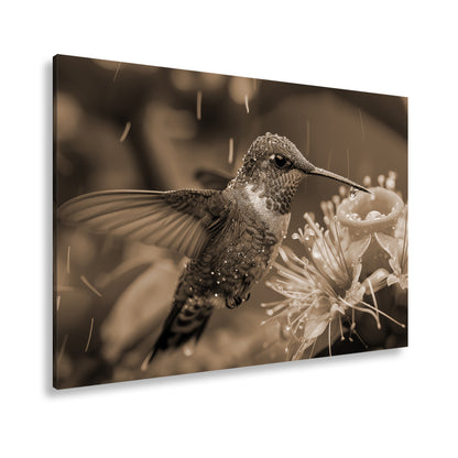 Hauptbild Sepia Standart