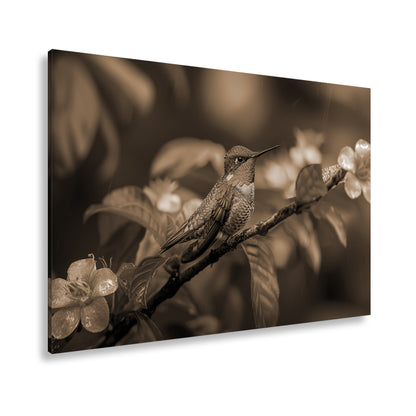 Hauptbild Sepia Standart
