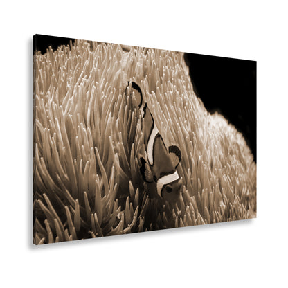 Hauptbild Sepia Standart