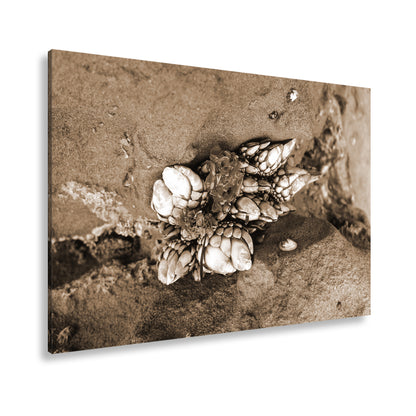 Hauptbild Sepia Standart