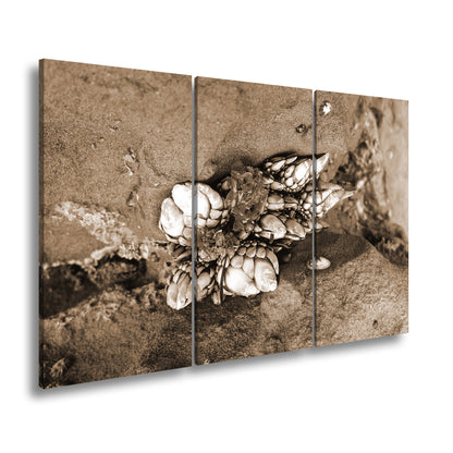 Hauptbild Sepia 3 Teilig