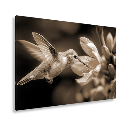 Hauptbild Sepia Standart