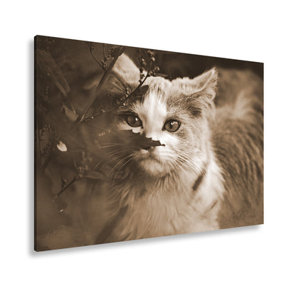 Hauptbild Sepia Standart