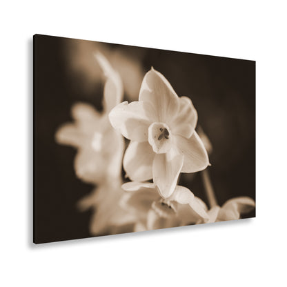 Hauptbild Sepia Standart