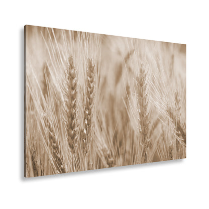 Hauptbild Sepia Standart