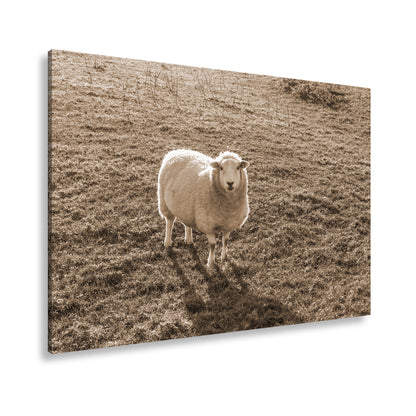Hauptbild Sepia Standart