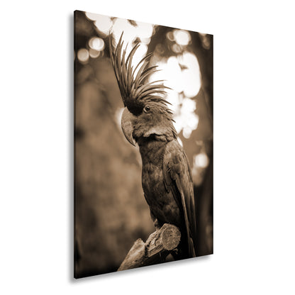 Hauptbild Sepia Standart