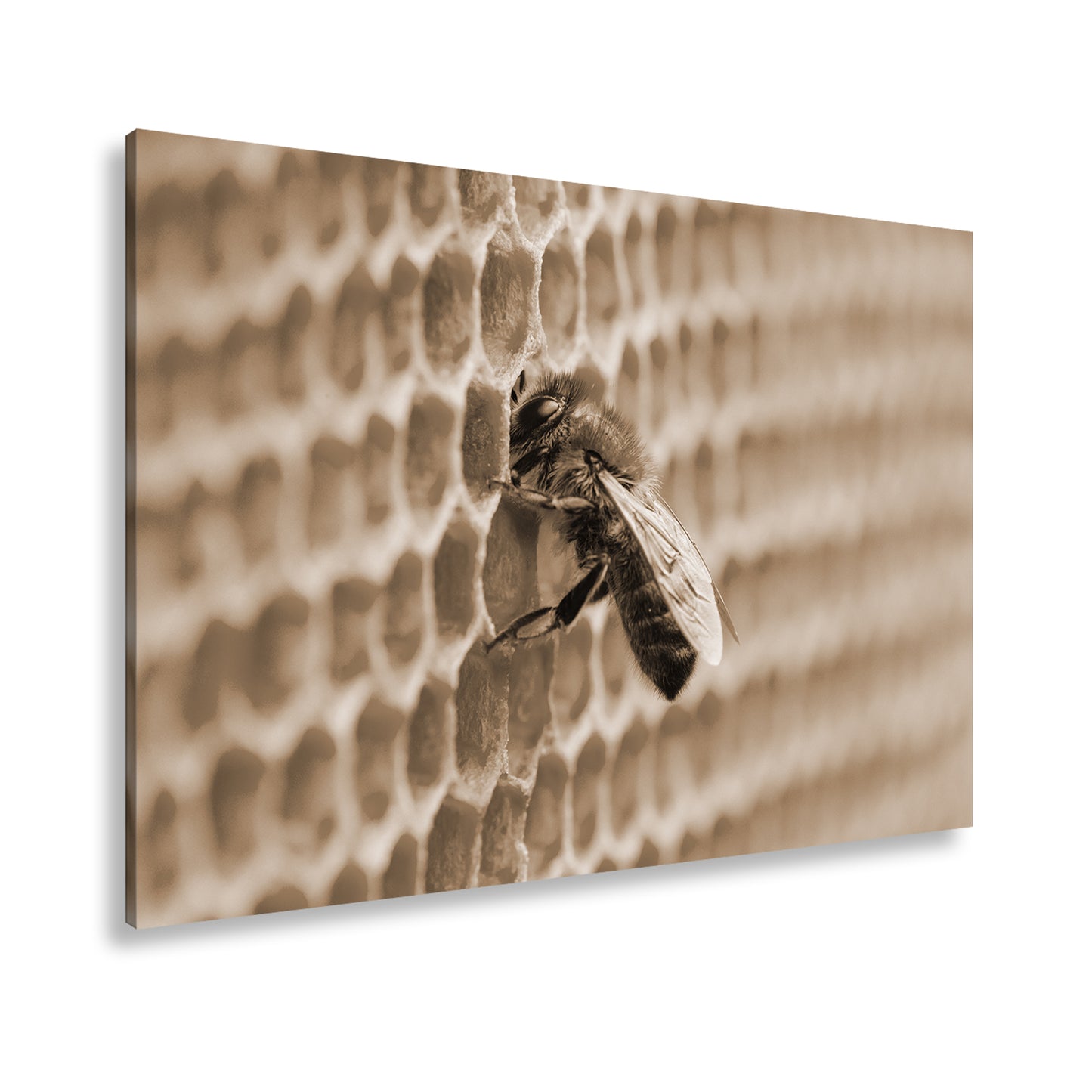 Hauptbild Sepia Standart