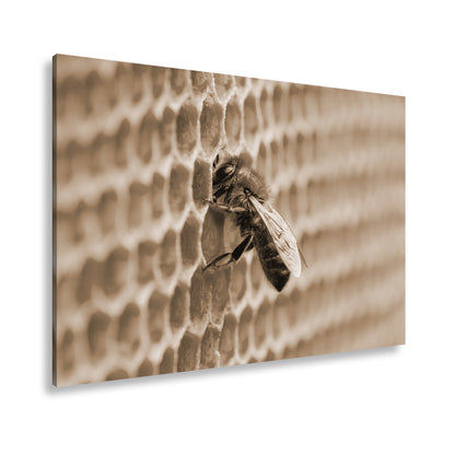 Hauptbild Sepia Standart