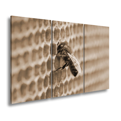 Hauptbild Sepia 3 Teilig