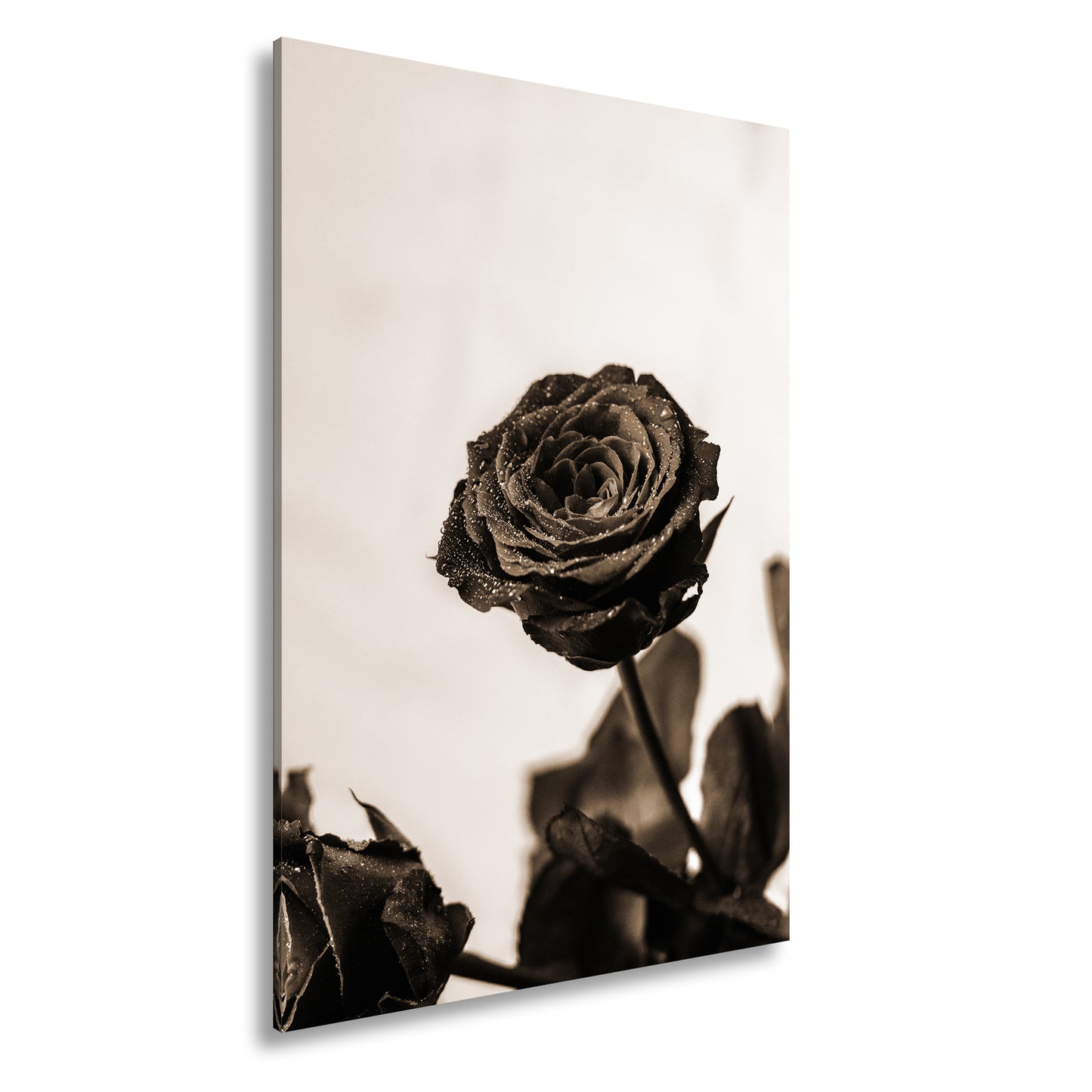 Hauptbild Sepia Standart