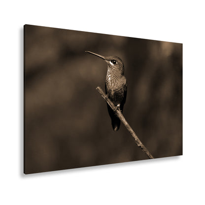 Hauptbild Sepia Standart