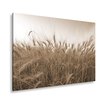 Hauptbild Sepia Standart