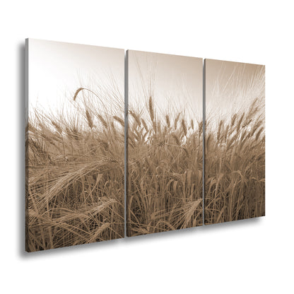 Hauptbild Sepia 3 Teilig
