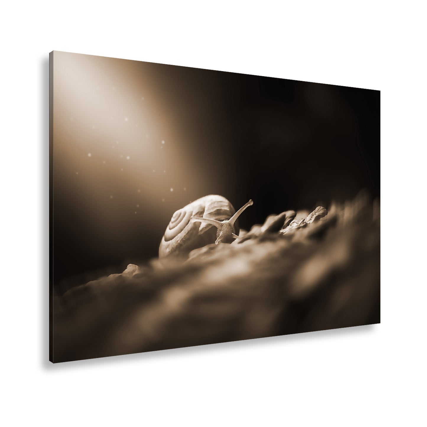 Hauptbild Sepia Standart