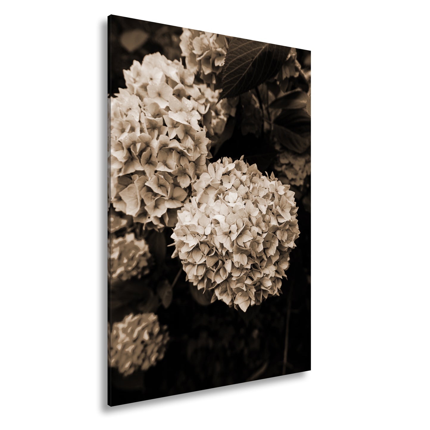 Hauptbild Sepia Standart