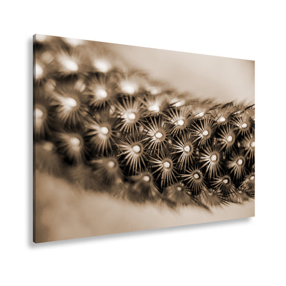 Hauptbild Sepia Standart