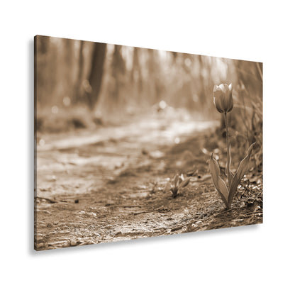 Hauptbild Sepia Standart