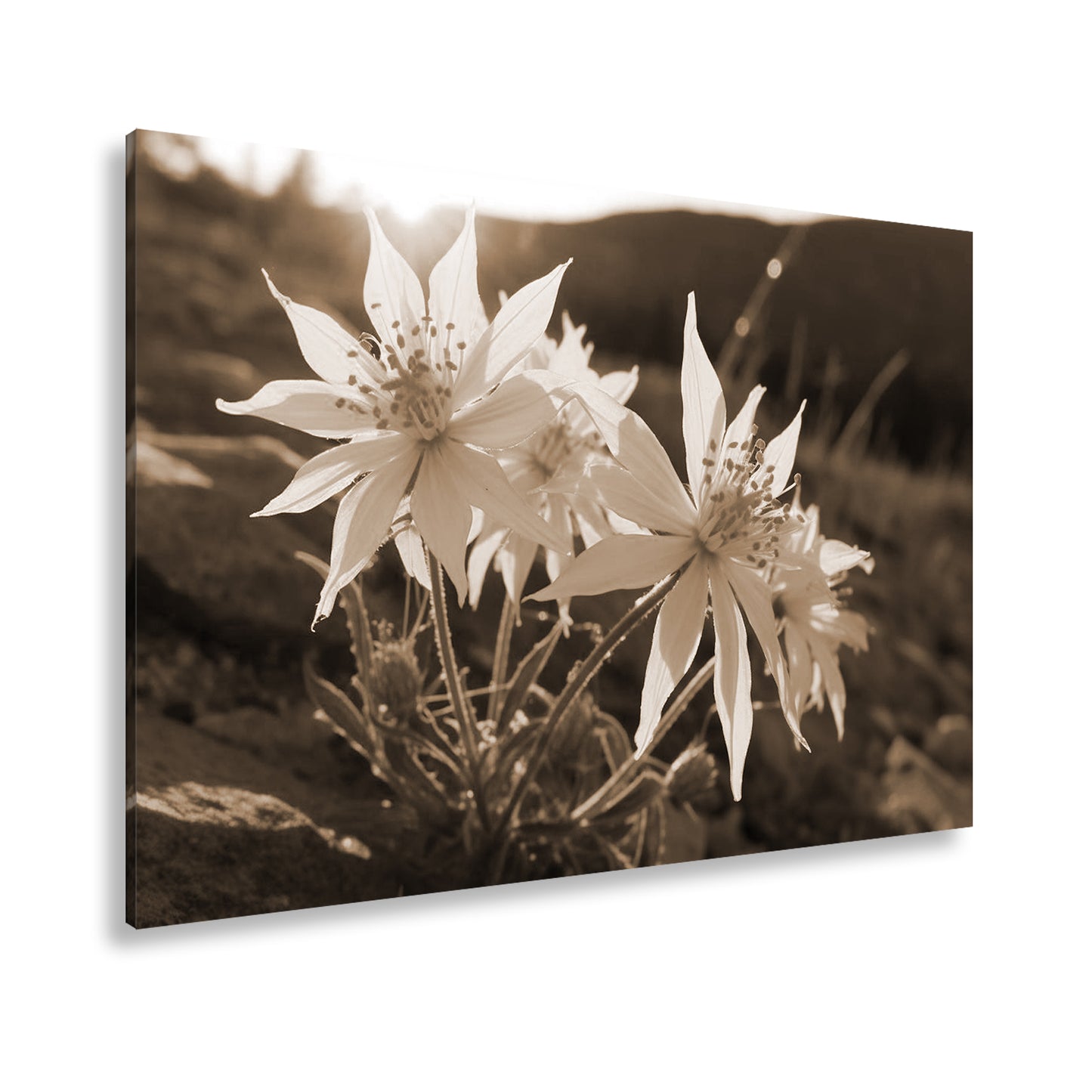 Hauptbild Sepia Standart