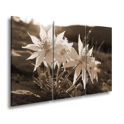 Hauptbild Sepia 3 Teilig