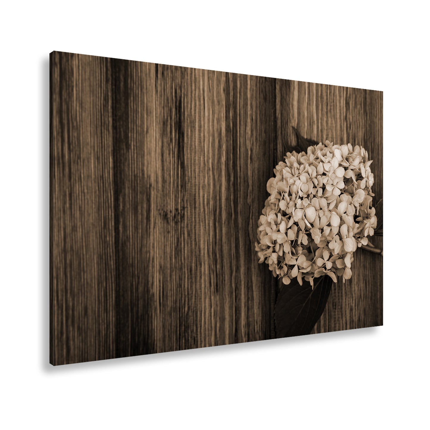 Hauptbild Sepia Standart