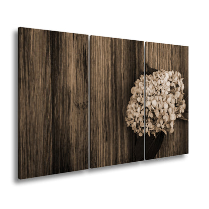 Hauptbild Sepia 3 Teilig