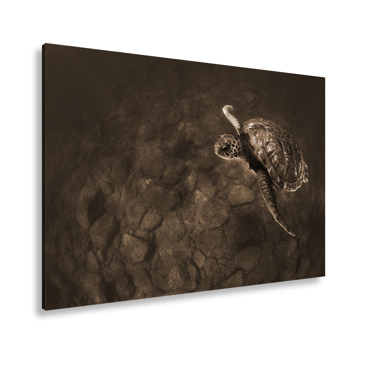 Hauptbild Sepia Standart