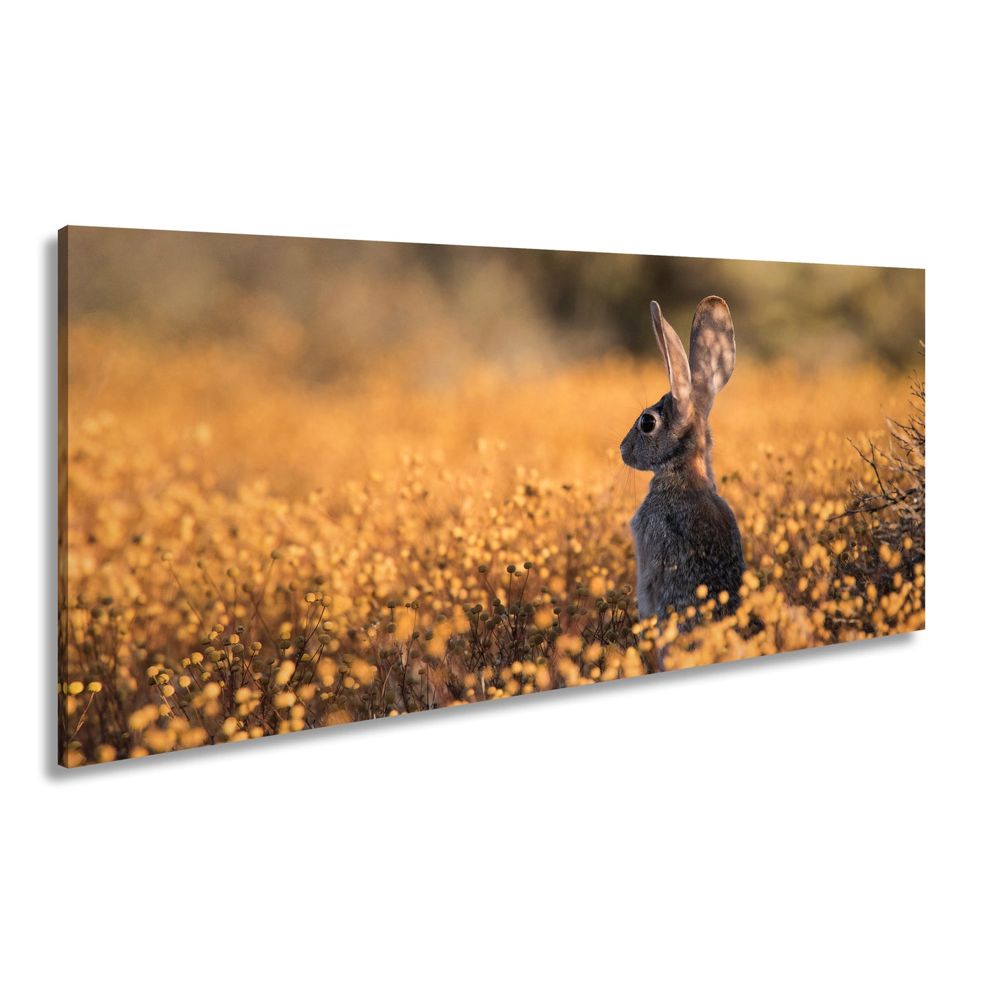 Hauptbild Farbig Panorama