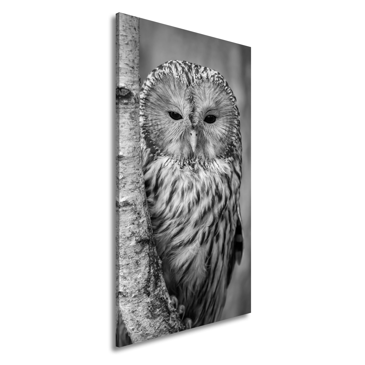 Hauptbild Schwarz & Weiß Panorama