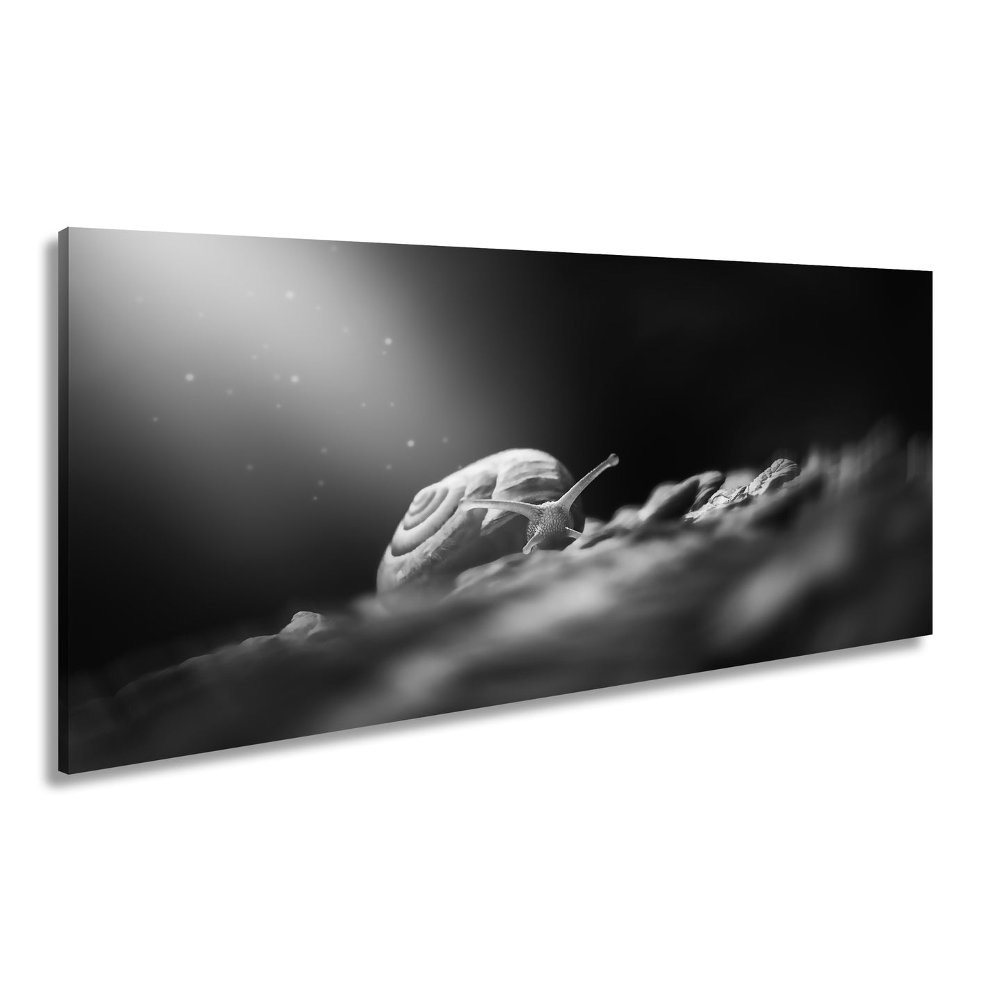 Hauptbild Schwarz & Weiß Panorama