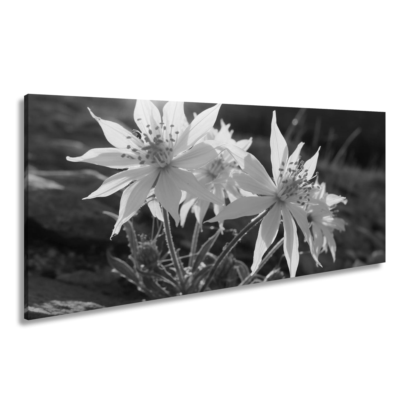 Hauptbild Schwarz & Weiß Panorama