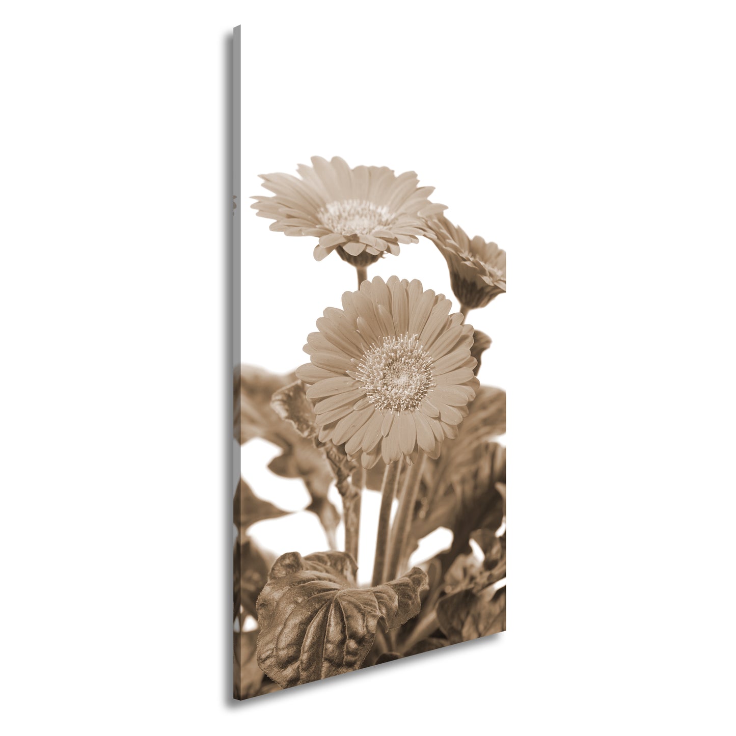 Hauptbild Sepia Panorama