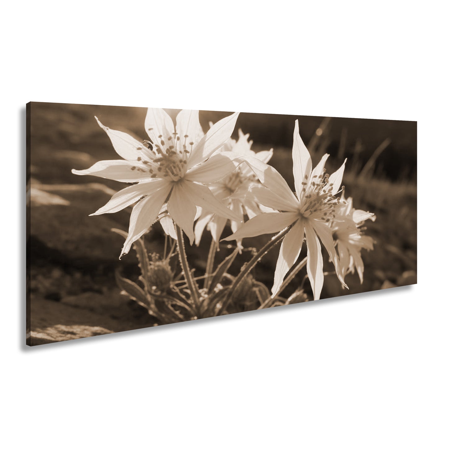 Hauptbild Sepia Panorama