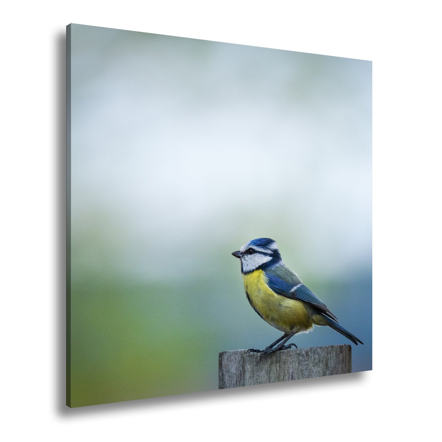 Hauptbild Farbig Quadratisch