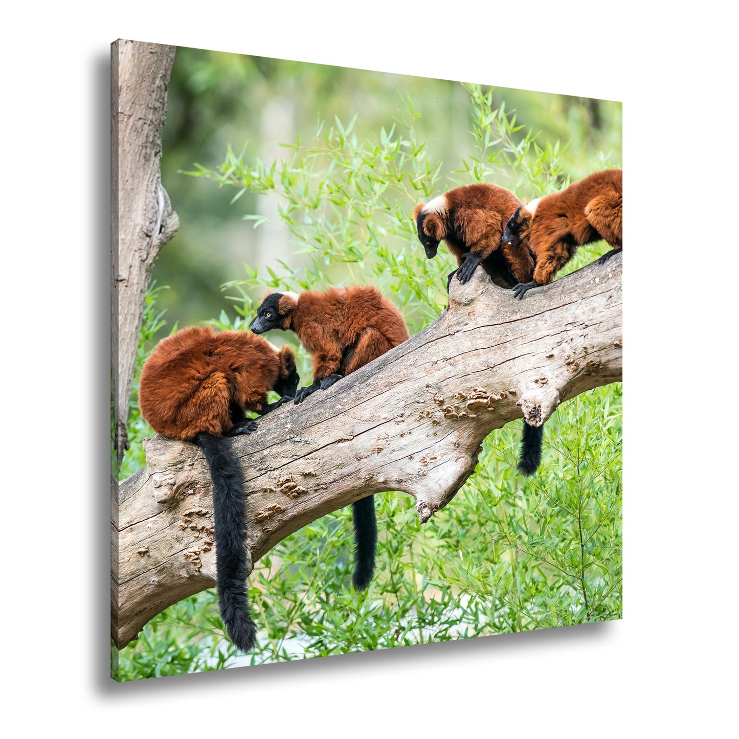 Hauptbild Farbig Quadratisch