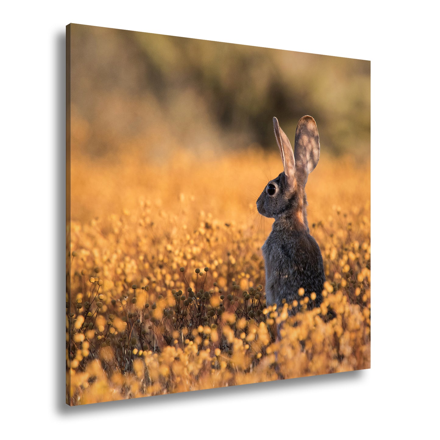 Hauptbild Farbig Quadratisch