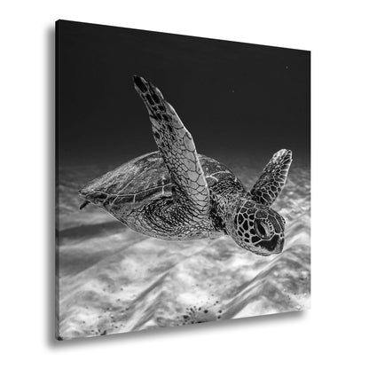 Hauptbild Schwarz & Weiß Quadratisch