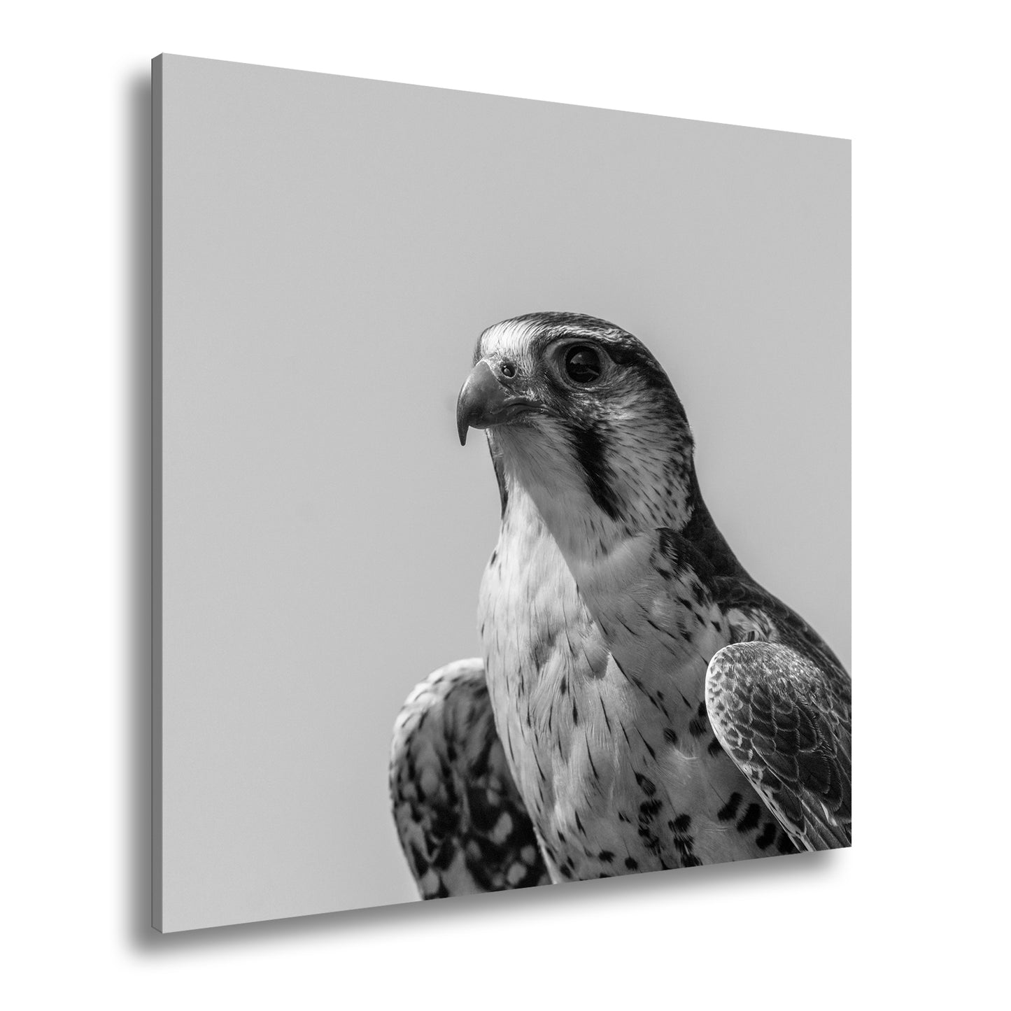 Hauptbild Schwarz & Weiß Quadratisch