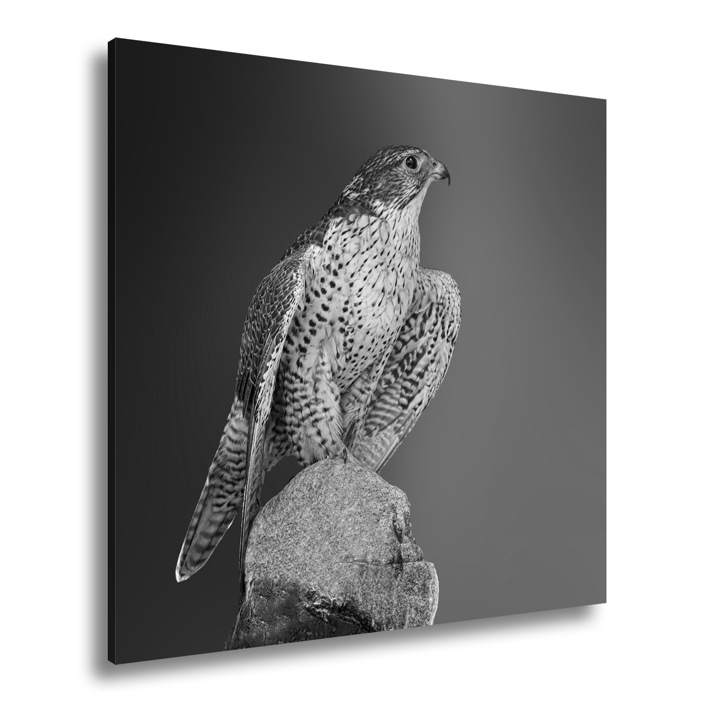 Hauptbild Schwarz & Weiß Quadratisch