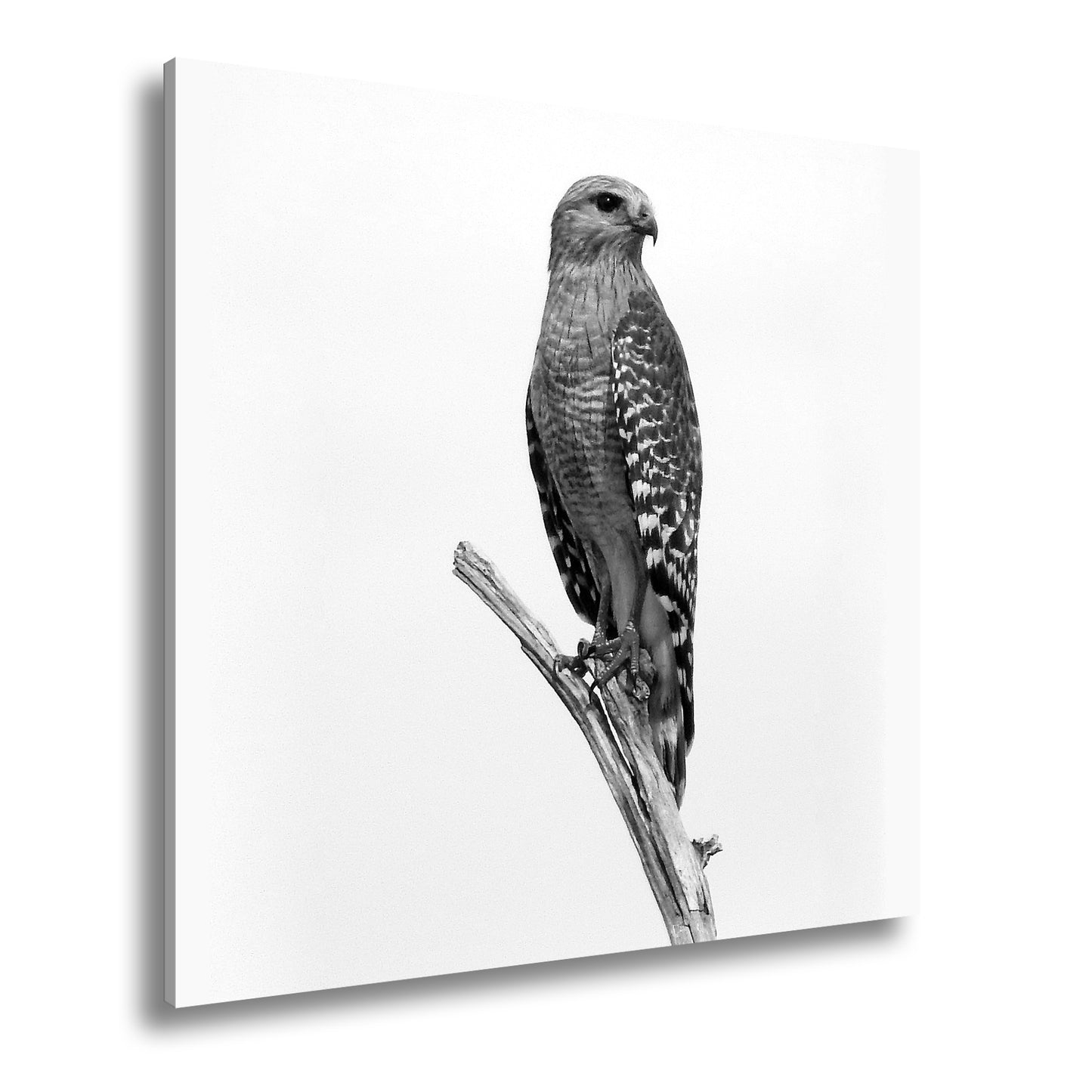 Hauptbild Schwarz & Weiß Quadratisch